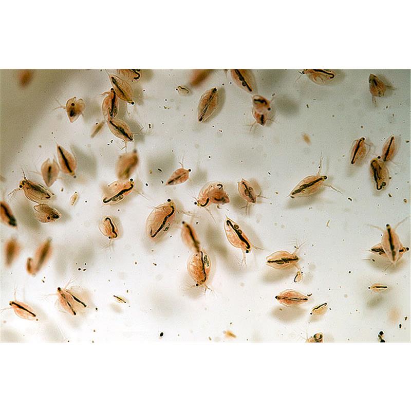 Daphnia Vie 25x90ml - imagine 5